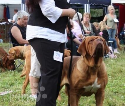 Afra - Dogue de Bordeaux, Euro Puppy review from Norway
