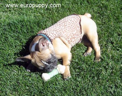Kahlua - Französische Bulldogge, Euro Puppy review from United States