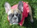 Kahlua - Französische Bulldogge, Euro Puppy Referenzen aus United States
