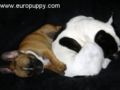 Kahlua - Französische Bulldogge, Euro Puppy Referenzen aus United States
