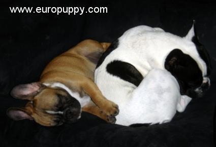 Kahlua - Bulldog Francés, Referencias de Euro Puppy desde United States