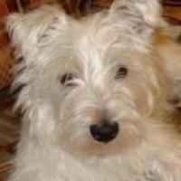Megatron - West Highland White Terrier, Euro Puppy Referenzen aus United States