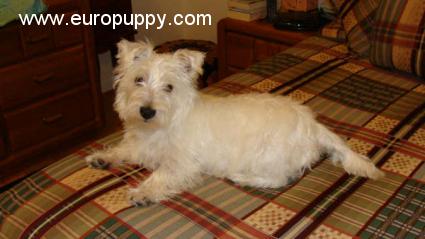 Megatron - West Highland White Terrier, Euro Puppy Referenzen aus United States