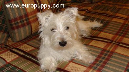 Megatron - West Highland White Terrier, Referencias de Euro Puppy desde United States