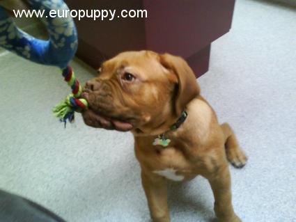 Darwood - Dogue de Bordeaux, Euro Puppy review from United States