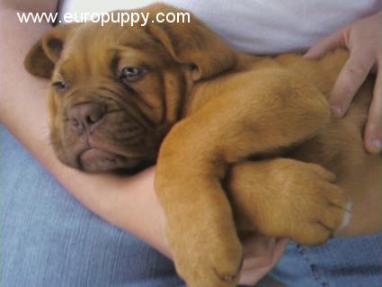 Darwood - Dogue de Bordeaux, Euro Puppy review from United States