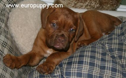 Jaffar - Dogue de Bordeaux, Euro Puppy review from Spain