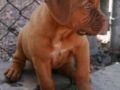 Jaffar - Dogue de Bordeaux, Euro Puppy Referenzen aus Spain