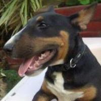 Jaffar - Bull Terrier Miniatura, Euro Puppy review from Spain