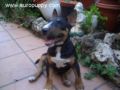 Jaffar - Mini Bullterrier, Euro Puppy review from Spain