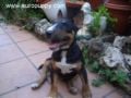Jaffar - Bull Terrier Miniatura, Referencias de Euro Puppy desde Spain