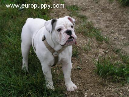 Alice - Bulldogge, Euro Puppy review from Austria