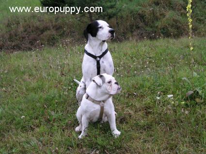 Alice - Bulldog, Euro Puppy review from Austria