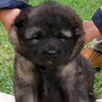 Yegor - Caucasian Mountain Dog, Referencias de Euro Puppy desde Canada