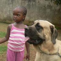 Titas - Englischer Mastiff, Euro Puppy Referenzen aus Uganda
