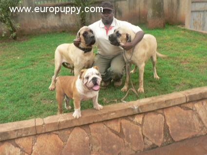 Titas - Englischer Mastiff, Euro Puppy review from Uganda