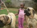 Titas - English Mastiff, Euro Puppy review from Uganda