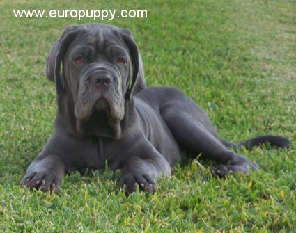 Maximus - Neapolitan Mastiff, Euro Puppy review from United States