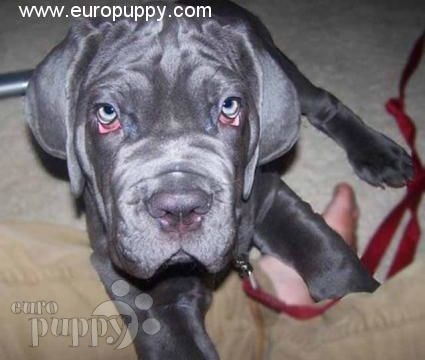 Maximus - Mastino Neapolitano, Euro Puppy Referenzen aus United States