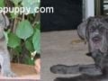 Maximus - Neapolitan Mastiff, Euro Puppy review from United States