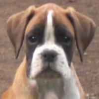 Angie - Boxer, Euro Puppy Referenzen aus United States