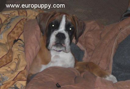 Angie - Boxer, Euro Puppy Referenzen aus United States