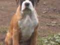 Angie - Boxer, Euro Puppy review from United States