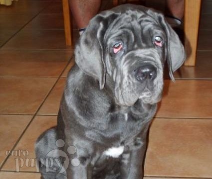 Conery - Neapolitan Mastiff, Euro Puppy review from Spain