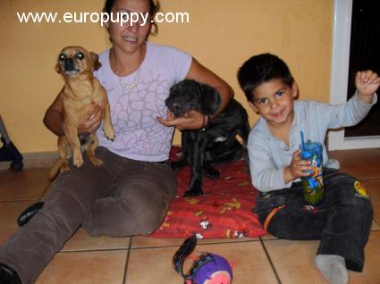 Conery - Mastín Napolitano, Referencias de Euro Puppy desde Spain