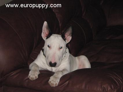 Pisti - Bull Terrier, Euro Puppy review from Canada