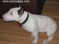 Pisti - Bull Terrier, Euro Puppy review from Canada