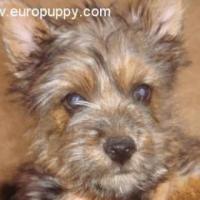 Ralphie - Norwich Terrier, Euro Puppy Referenzen aus Saudi Arabia