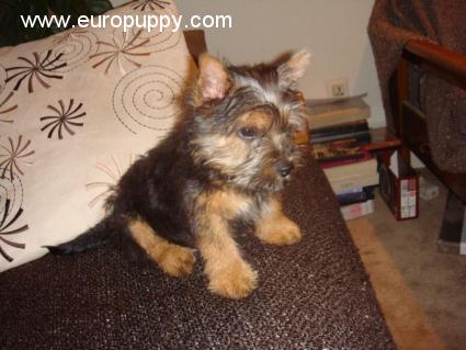 Ralphie - Norwich Terrier, Euro Puppy Referenzen aus Saudi Arabia