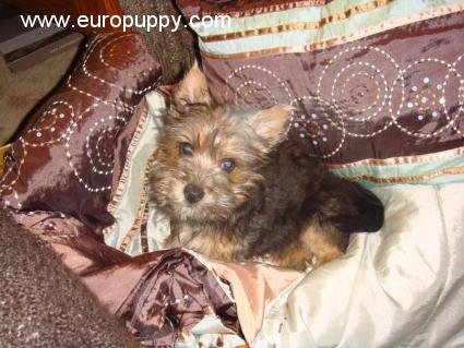 Ralphie - Norwich Terrier, Euro Puppy review from Saudi Arabia