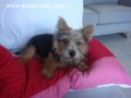 Ralphie - Norwich Terrier, Euro Puppy Referenzen aus Saudi Arabia
