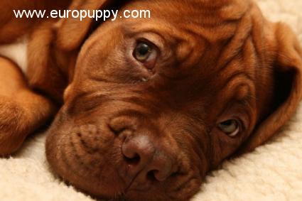 Lola - Dogue de Bordeaux, Euro Puppy review from United States