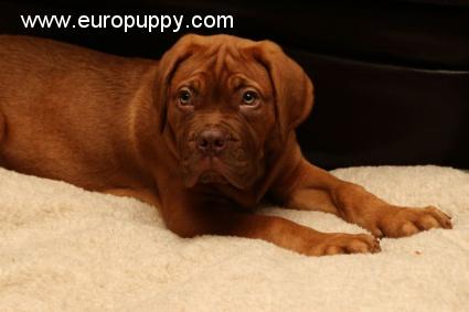 Lola - Dogue de Bordeaux, Euro Puppy review from United States