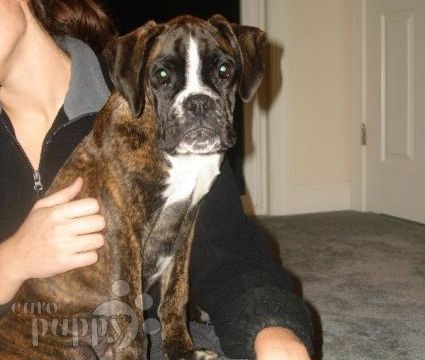 Aida - Boxer, Euro Puppy Referenzen aus United States