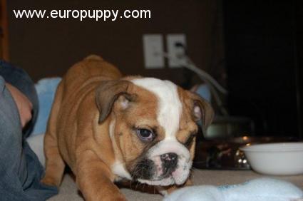 Choopy - Bulldog, Euro Puppy review from Canada