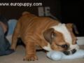 Choopy - Bulldog, Euro Puppy review from Canada