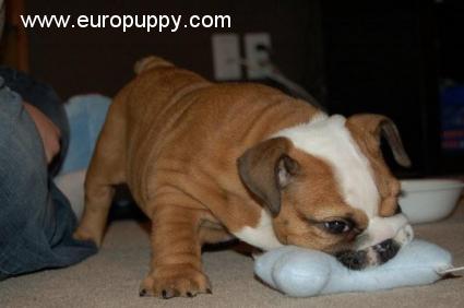 Choopy - Bulldogge, Euro Puppy review from Canada