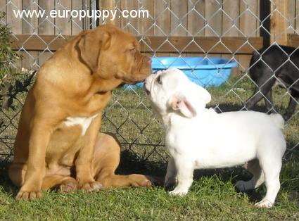 Aria - Dogo de Burdeos, Euro Puppy review from United States