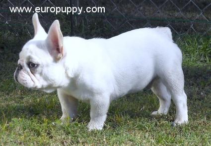 Aria - Dogue de Bordeaux, Euro Puppy Referenzen aus United States