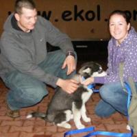 Alice - Siberian Husky, Euro Puppy Referenzen aus Germany