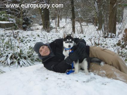 Alice - Husky Siberiano, Referencias de Euro Puppy desde Germany