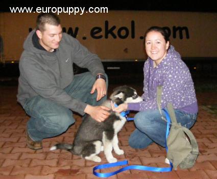 Alice - Husky Siberiano, Referencias de Euro Puppy desde Germany