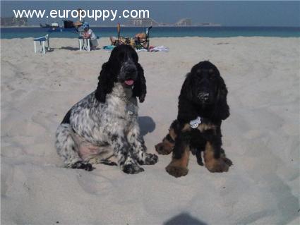 Sadler - English Cocker Spaniel, Euro Puppy review from United Arab Emirates