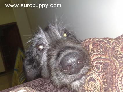Black Tulip - Irish Wolfhound, Euro Puppy review from United Arab Emirates