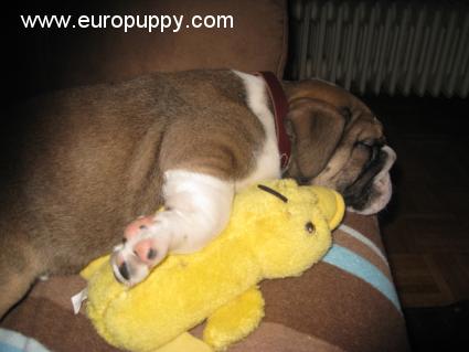Daze - Bulldogge, Euro Puppy review from Germany