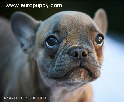 Laguna-Blue - Französische Bulldogge, Euro Puppy review from Germany